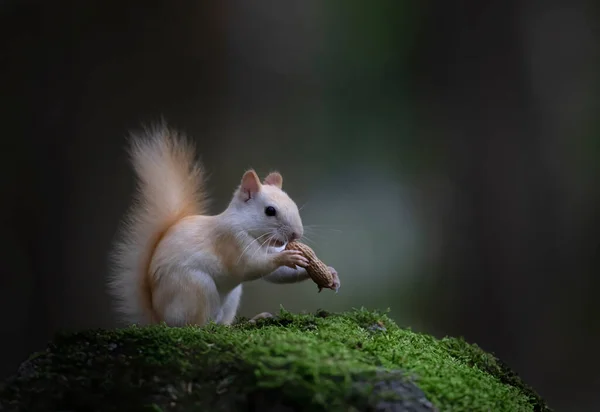 Weißes Eichhörnchen Leukämisches Rotes Eichhörnchen Steht Auf Grünem Moos Und — Stockfoto