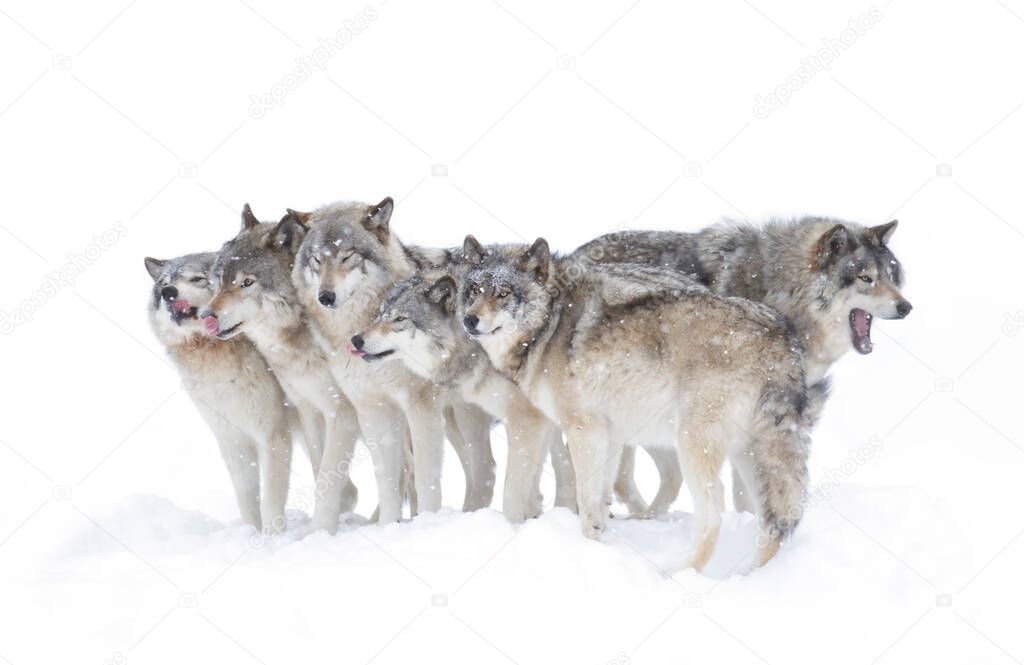 Timber wolves or grey wolves Canis lupus timber wolf pack isolated on white background standing in the falling snow in Canada
