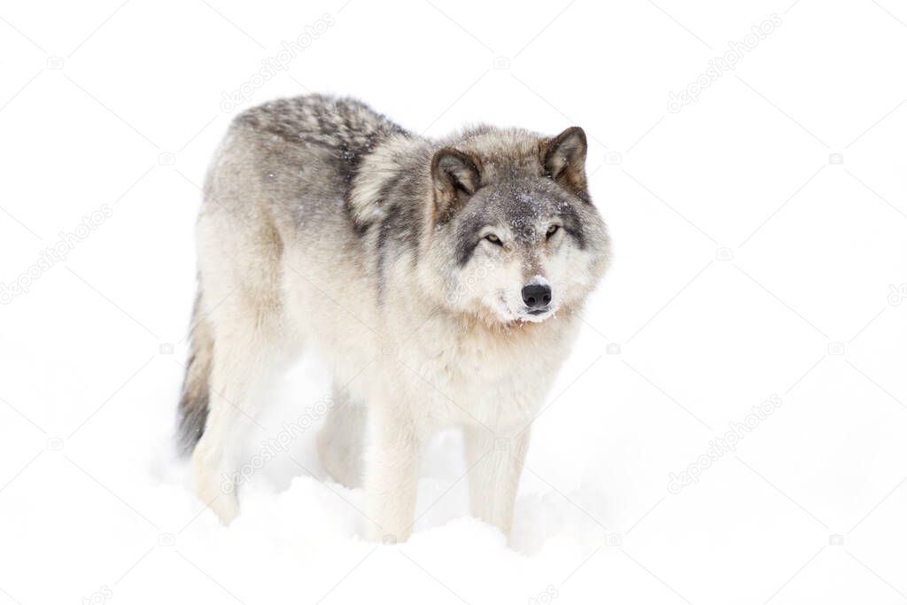 A lone Timber wolf or Grey Wolf Canis lupus isolated on white background in the winter snow looking at camera in Canada