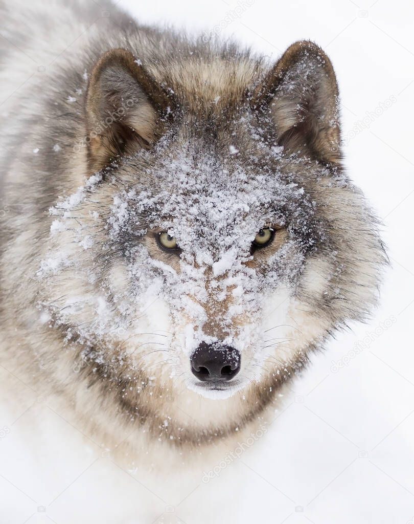 A lone Timber wolf or Grey Wolf Canis lupus portrait closeup with snow on his face in the winter snow in Canada