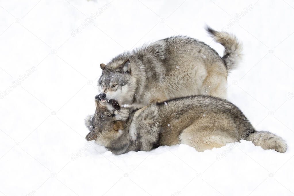 Two Timber wolves or Grey Wolf Canis lupus isolated on white background playing in the winter snow in Canada