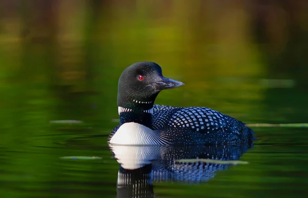 Common Loon Gavia Immer Simmar Grön Reflekterande Sjö Wilson Lake — Stockfoto