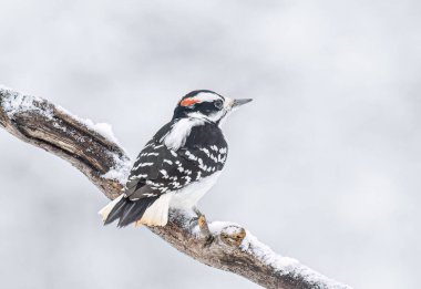 Downy ağaçkakan erkek kışın Ottawa, Kanada 'da karla kaplı bir dala tünedi.