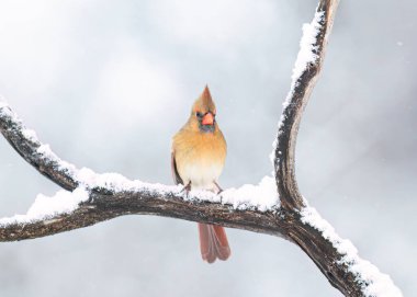 Kuzey Kardinal - Cardinalis Cardinalis dişisi kışın karla kaplı bir dala tünedi
