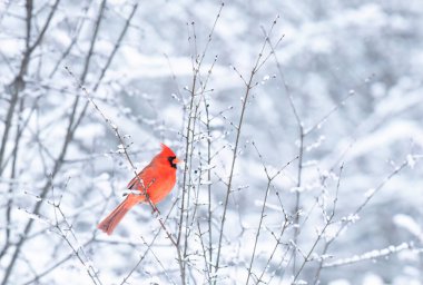 Kuzey Kardinal erkek - Cardinalis Cardinalis Kanada 'da soğuk bir kış gününde bir dala tünedi