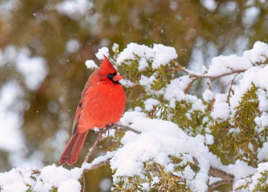 Kuzey Kardinal erkek - Cardinalis Cardinalis Kanada 'da soğuk bir kış gününde bir dala tünedi