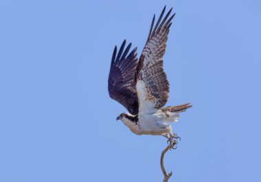 Osprey baharda mavi gökyüzüne karşı soyutlanmış bir ağaçtan havalanıyor.