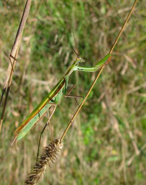 Yazın başında Ottawa, Kanada 'da uzun bir kök bitki üzerinde yeşil bir peygamberdevesi.