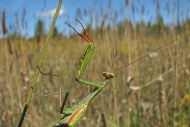 Yazın başında Ottawa, Kanada 'da uzun bir kök bitki üzerinde yeşil bir peygamberdevesi.