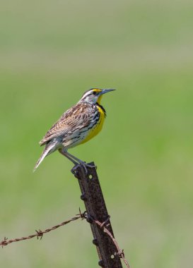 Doğu Meadowlark, Kanada 'nın Ottawa şehrinde ilkbaharda demir bir direğe tünemişti.