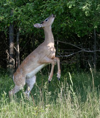 Beyaz kuyruklu geyik geyiği sabahın erken saatlerinde Kanada 'da yazın yapraklarla beslenen kadife boynuzlarıyla
