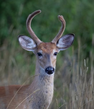 Beyaz kuyruklu geyik geyiği sabahın erken saatlerinde Kanada 'da ilkbaharda çayırlarda yürüyen kadife boynuzlarıyla doğrudan göz teması kurar.