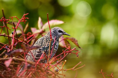 Seçici odak fotoğrafı. Sığırcık kuşu, çalıların üzerinde oturan Sturnus vulgaris.