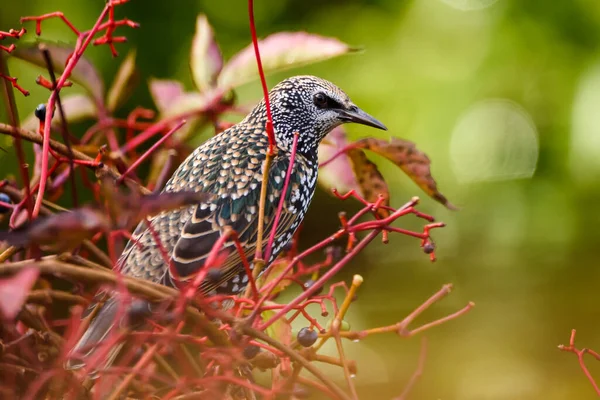 Seçici odak fotoğrafı. Sığırcık kuşu, çalıların üzerinde oturan Sturnus vulgaris.