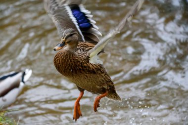 Seçici odak fotoğrafı. Suyun üstünde kanatları olan ördek..