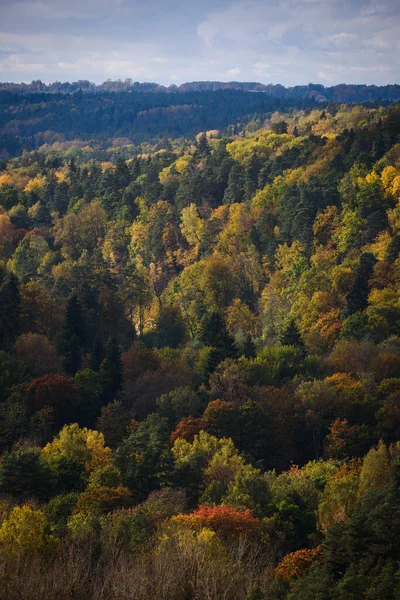 Αεροφωτογραφία Του Δάσους Όμορφο Φθινοπωρινό Τοπίο — Φωτογραφία Αρχείου