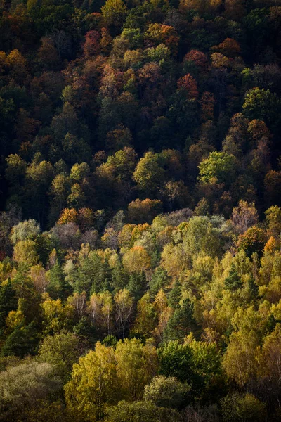 Aerial forest view.  Beautiful autumn landscape.