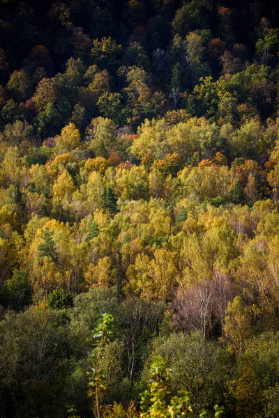 Vista Aérea Del Bosque Hermoso Paisaje Otoño — Foto de Stock