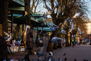 RIGA, LATVIA. 20 Kasım 2020. Seçici odak fotoğrafı. Kadın sokaklarda güvercin besliyor..