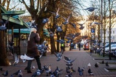 RIGA, LATVIA. 20 Kasım 2020. Seçici odak fotoğrafı. Kadın sokaklarda güvercin besliyor..