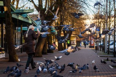 RIGA, LATVIA. 20 Kasım 2020. Seçici odak fotoğrafı. Kadın sokaklarda güvercin besliyor..