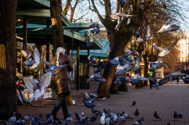 RIGA, LATVIA. 20 Kasım 2020. Seçici odak fotoğrafı. Kadın sokaklarda güvercin besliyor..