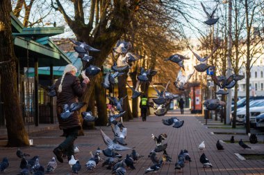 RIGA, LATVIA. 20 Kasım 2020. Seçici odak fotoğrafı. Kadın sokaklarda güvercin besliyor..