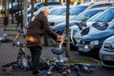 RIGA, LATVIA. 20 Kasım 2020. Seçici odak fotoğrafı. Kadın sokaklarda güvercin besliyor..