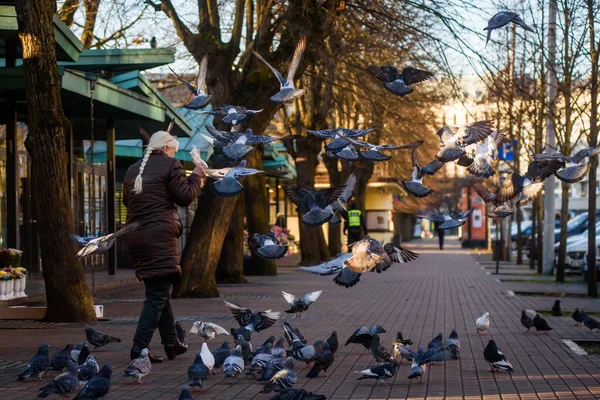 RIGA, LATVIA. 20 Kasım 2020. Seçici odak fotoğrafı. Kadın sokaklarda güvercin besliyor..
