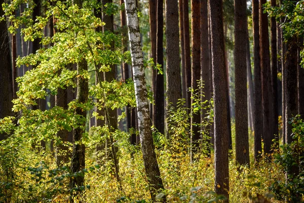 Selektive Fokussierung Foto Bäume Wald Herbstzeit — Stockfoto