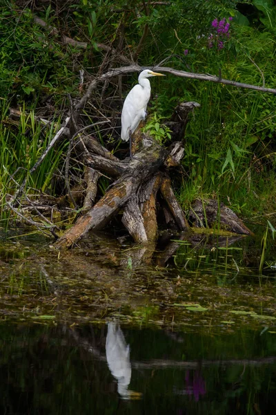 Selektywne Zdjęcie Ostrości Wielki Żal Ptak Ardea Alba Znany Również — Zdjęcie stockowe