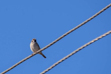 Elektrik kablosunda Avrasya ağaç serçesi kuşu. Yolcu Montanus.