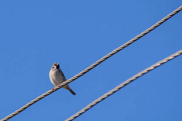 Elektrik Kablosunda Avrasya Ağaç Serçesi Kuşu Yolcu Montanus — Stok fotoğraf
