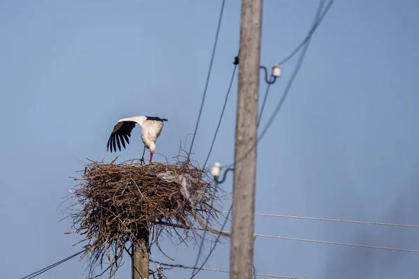 Selektive Fokussierung Foto Weißstorch Nest — Stockfoto