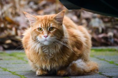 Uzun saçlı Maine zencefil kedisi.