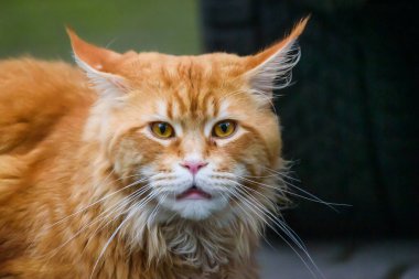 Uzun saçlı Maine zencefil kedisi.