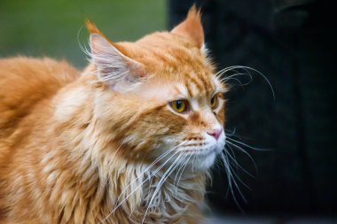 Uzun saçlı Maine zencefil kedisi.