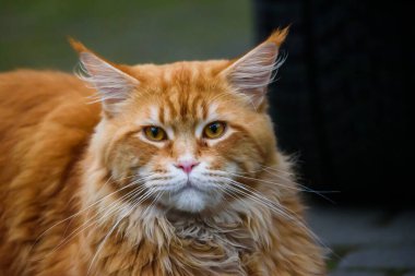 Uzun saçlı Maine zencefil kedisi.