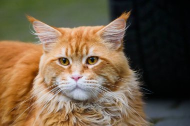 Uzun saçlı Maine zencefil kedisi.