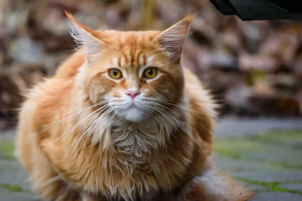 Gato Gengibre Peludo Comprido Maine — Fotografia de Stock