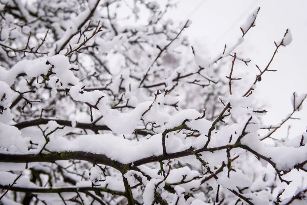 Snö Täckt Gren Träd — Stockfoto