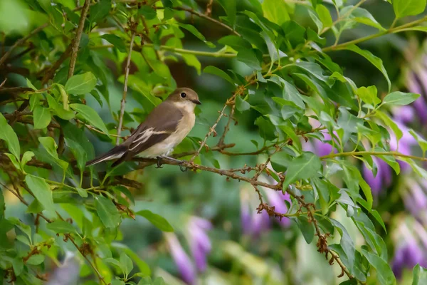 Europäischer Rattenfänger Ficedula Hypoleuca Vogel Auf Büschen Garten — Stockfoto