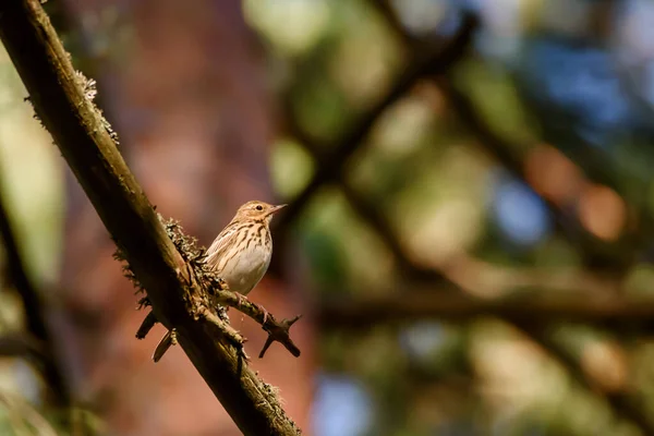 Selective focus photo. Tree pipit bird, Anthus trivialis on pine tree in forest.