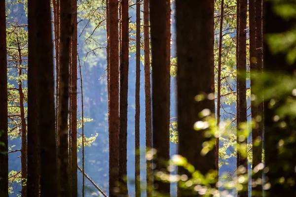 Seçici Odak Fotoğrafı Çam Ağacı Gövdeleri — Stok fotoğraf