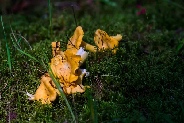 Selektiv Fokusbild Svampar Från Chanterelle — Stockfoto