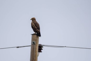 Yaygın akbaba kuşu, Buteo buteo.