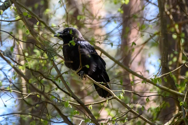 Selektiv Fokusbild Korpfågel Corvus Corax — Stockfoto