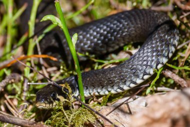 Seçici odak fotoğrafı. Çimen yılanı, natrix natrix.
