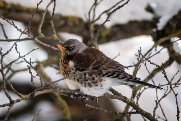 Photo Mise Point Sélective Oiseau Terrain Turdus Pilaris — Photo