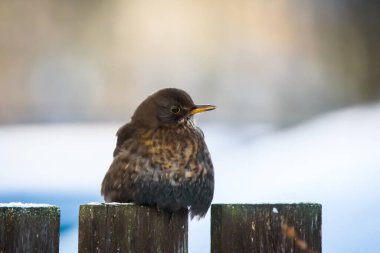 Seçici odak fotoğrafı. Kara Kuş. Turdus merula.